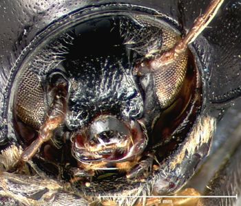 Media type: image; Entomology 20024   Aspect: head frontal view